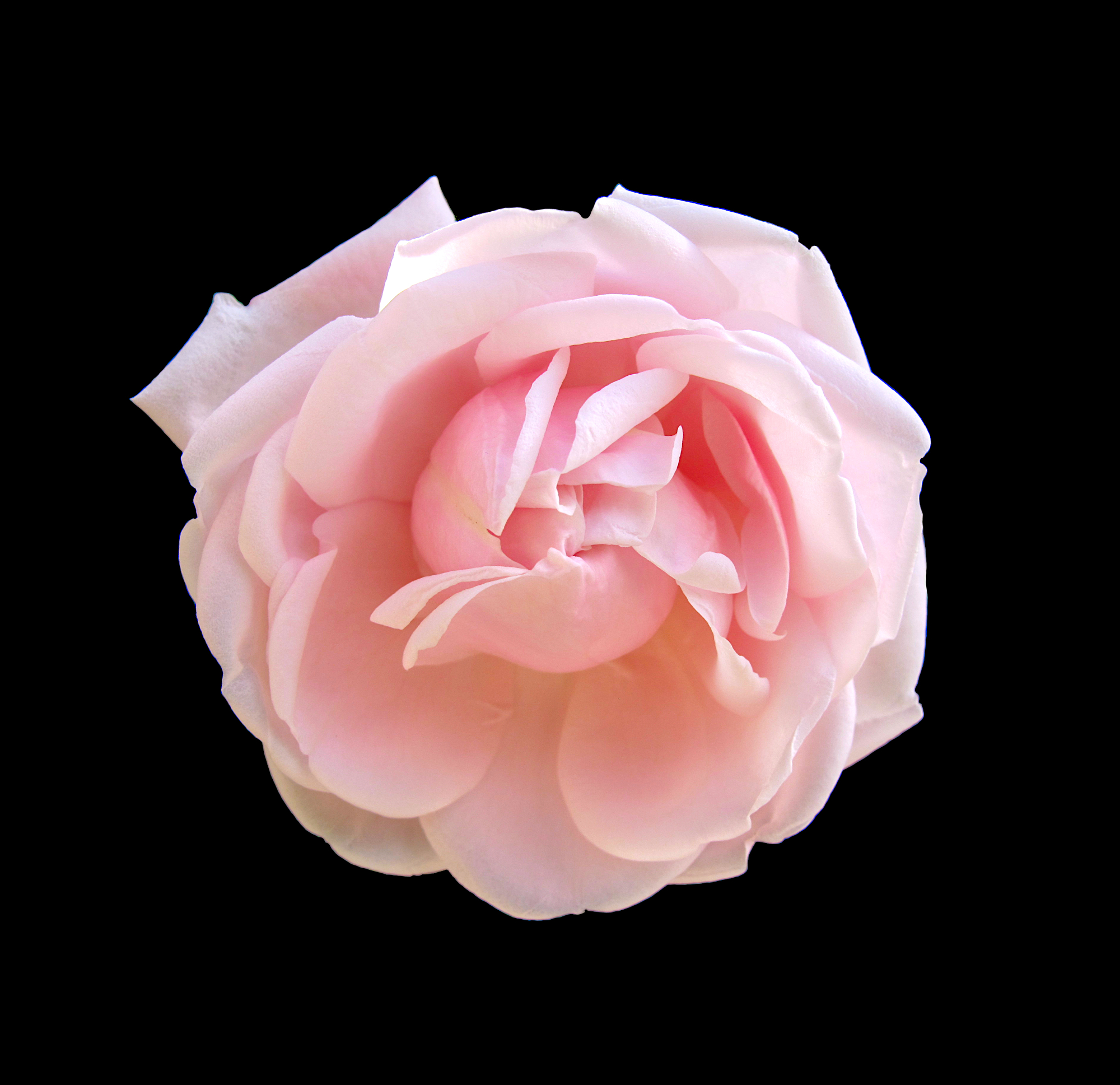 Pink rosy rose flower in sunlight